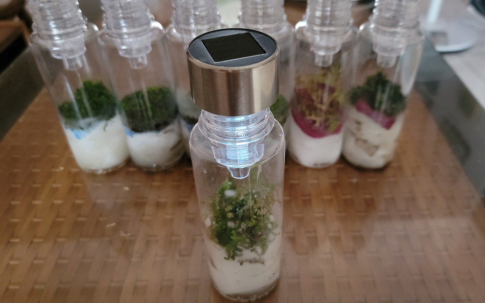 美姿羽苔-100元