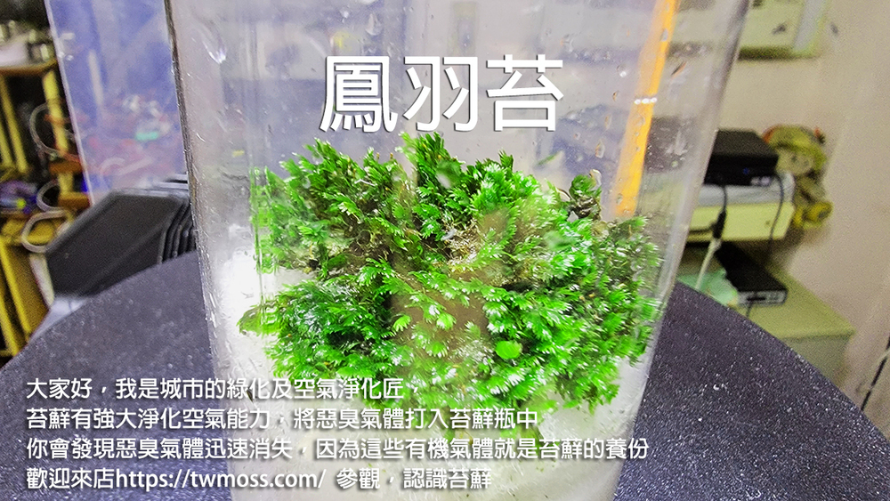 鳳羽苔-100元