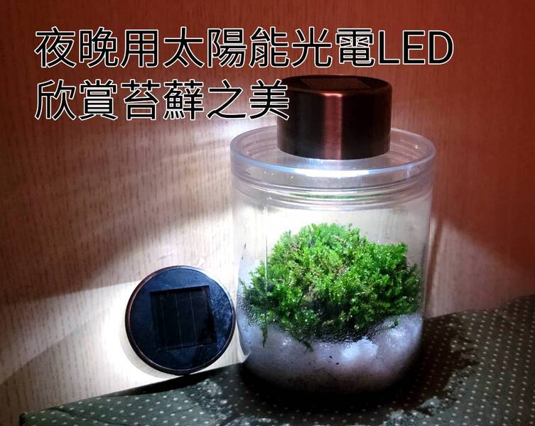 短絨蘚-100元