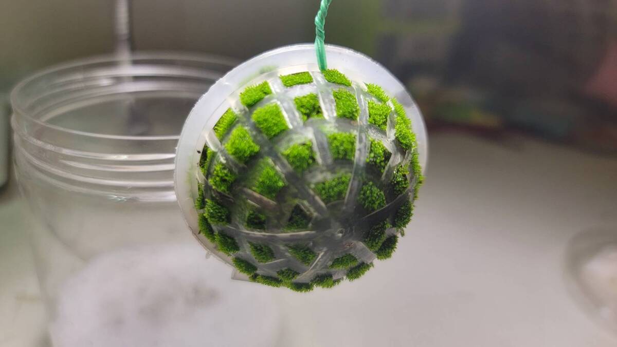 苔蘚球-100元